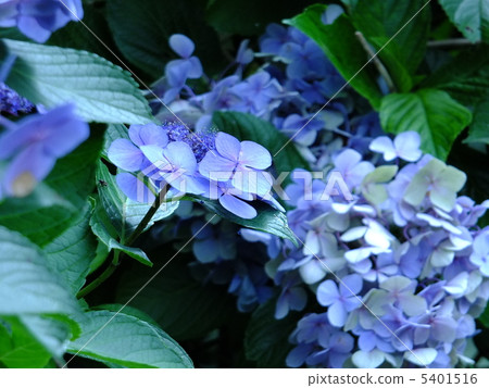 高野山的繡球花在8月開花 高野山的繡球花在8月開花 5401516