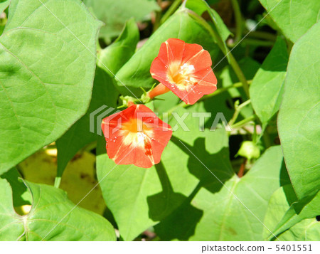 Marubago sole (Maruba leaf grass) Marubago sole (Maruba leaf grass) 5401551