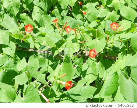 Marubago sole (Maruba leaf grass) Marubago sole (Maruba leaf grass) 5401552