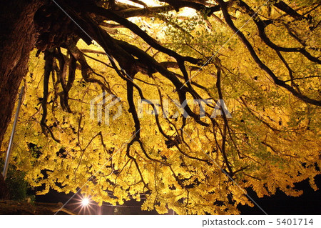 福田大銀杏 5401714