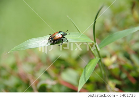 金蛋 金蛋 5401725