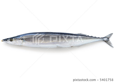 秋刀魚 5401758