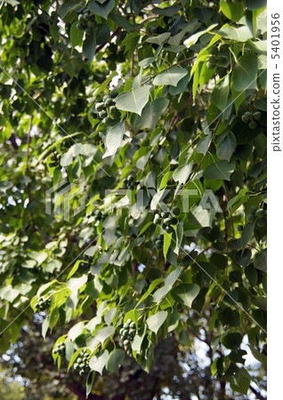 Nankinhaze的幼果 5401956