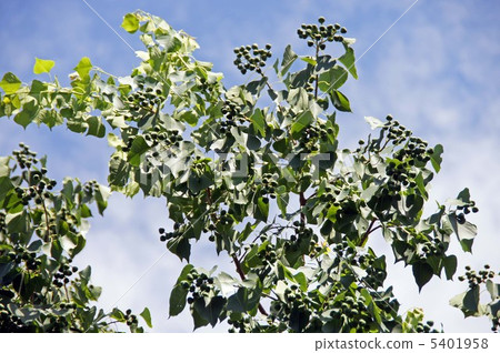 Nankinhaze的幼果 5401958