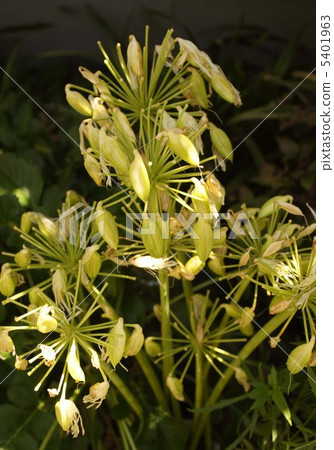 在花的盡頭 在花的盡頭 5401963