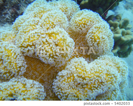 Sea anemone Sea anemone 5402033
