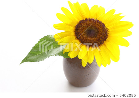 sunflower sunflower 5402096