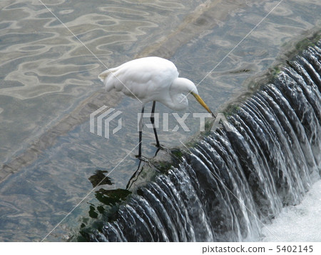 一個蹄子 5402145