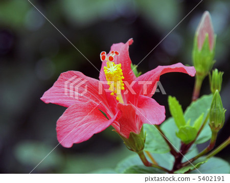 Hibiscus Hibiscus 5402191