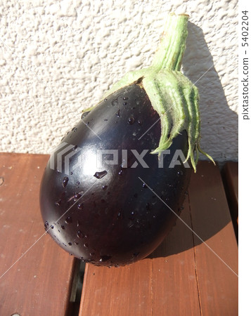 A fat eggplant 5402204