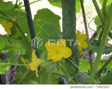 Cucumber flowers 5402267