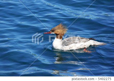 Migratory bird cow eysa 5402275