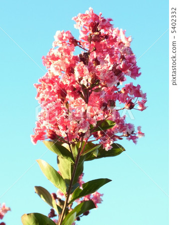 Karasuberi in full bloom 5402332