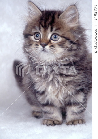 White background chinchilla gold White background chinchilla gold 5402779