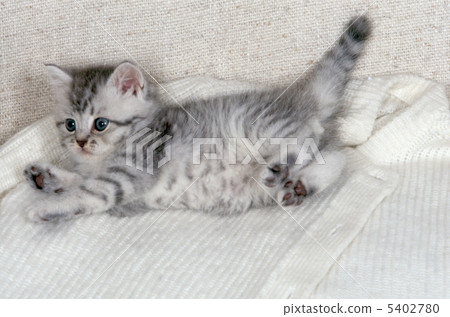 Cute kitten Cute kitten 5402780