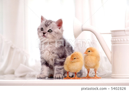 Kittens and friends Teen kitten of American short hair Kittens and friends Teen kitten of American short hair 5402826