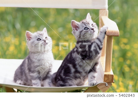 在椅子的兩隻小貓在庭院裡 5402843