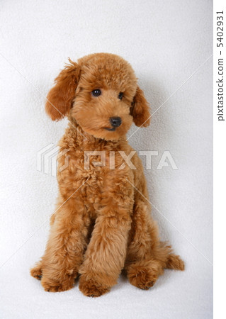 toy poodle  5402931