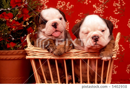 Christmas image of Bulldog puppy 5402938