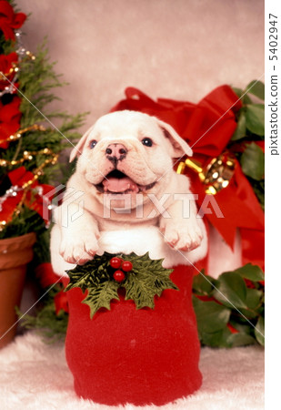 Christmas image of Bulldog puppy 5402947