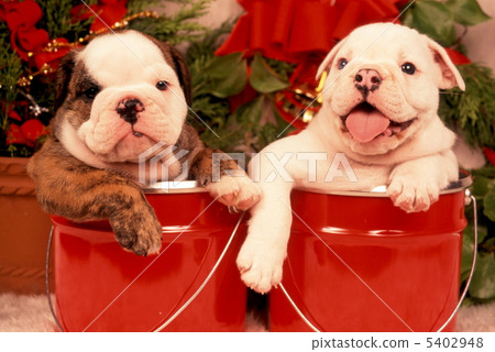 Christmas image of Bulldog puppy 5402948