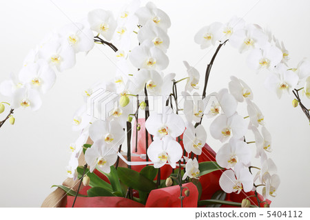 Phalaenopsis orchid  5404112