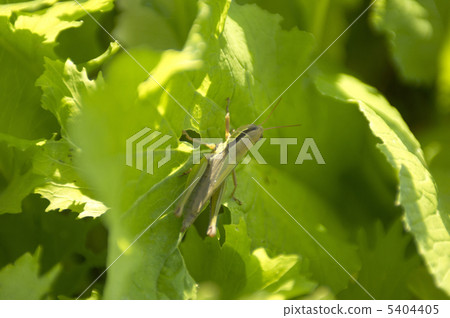 蝗蟲 蝗蟲 5404405