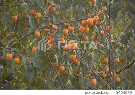 柿樹 5404970