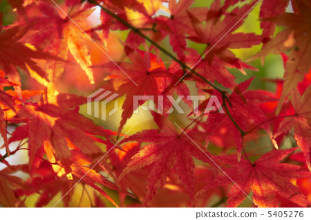 秋天的樹葉 5405276