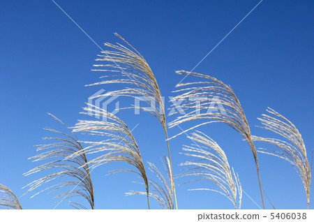 Miscanthus Miscanthus 5406038