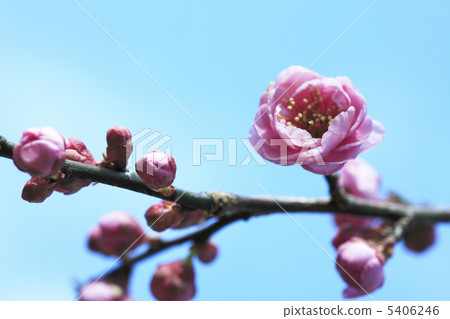 梅 梅 5406246