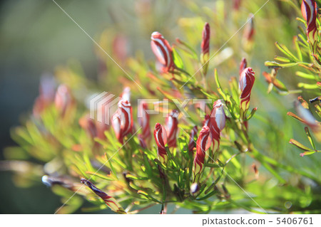 Oxalis Oxalis 5406761