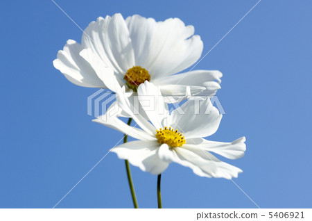 Cosmos 5406921