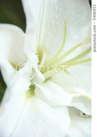 Yuri of artificial flowers Yuri of artificial flowers 5406955