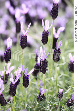 French Lavender French Lavender 5407659