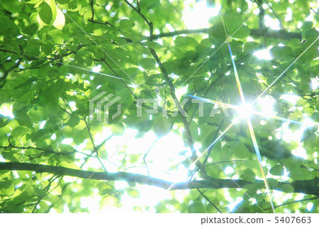 Fresh green Fresh green 5407663