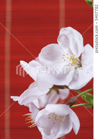 Cherry blossoms and reeds 5407782