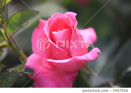 玫瑰 玫瑰 5407938