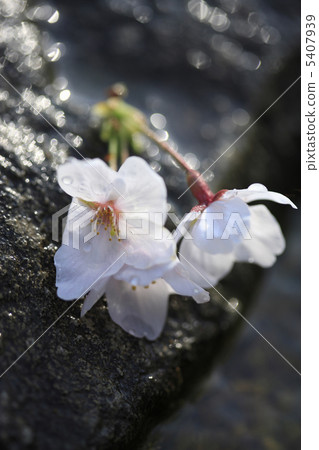 櫻桃花瓣 5407939