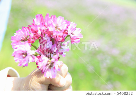 黃芪花 5408232