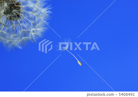 蒲公英的種子 蒲公英的種子 5408491