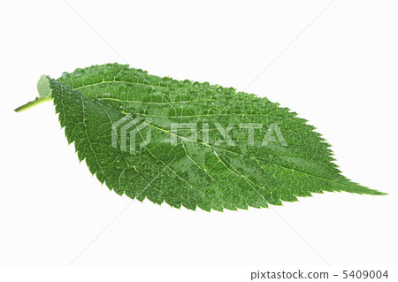 Fresh green leaves and water drops Fresh green leaves and water drops 5409004