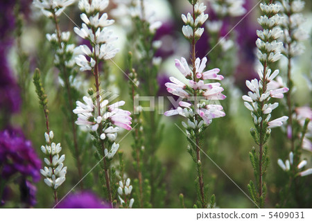Erica White Delight 5409031