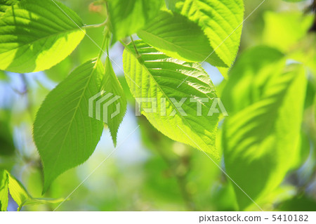 Fresh green 5410182