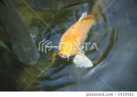 Carp of a pond 5410581