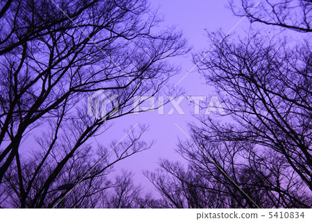 Winter grove Winter grove 5410834
