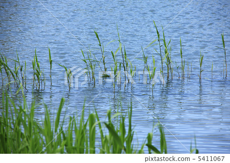 photo : waterweed, common reed, nature backgrounds