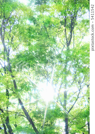 Fresh green and sunbeams 5411542