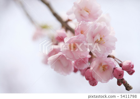 Dead brown cherry tree Dead brown cherry tree 5411798