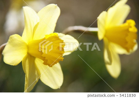 Narcissus 5411830